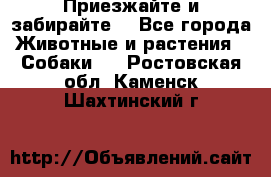 Приезжайте и забирайте. - Все города Животные и растения » Собаки   . Ростовская обл.,Каменск-Шахтинский г.